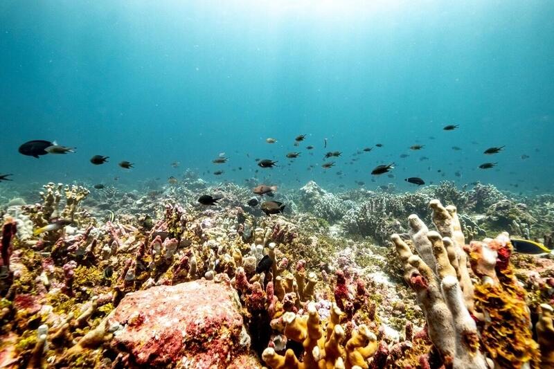 Fische schwimmen um Korallenriff Unterwasser